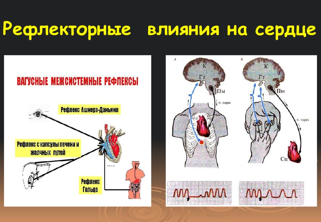 рефлекторное действие лекарственных веществ. рефлекторное влияние. кратковременный спазм. рефлекторное воздействие. рефлекторное воздействие.