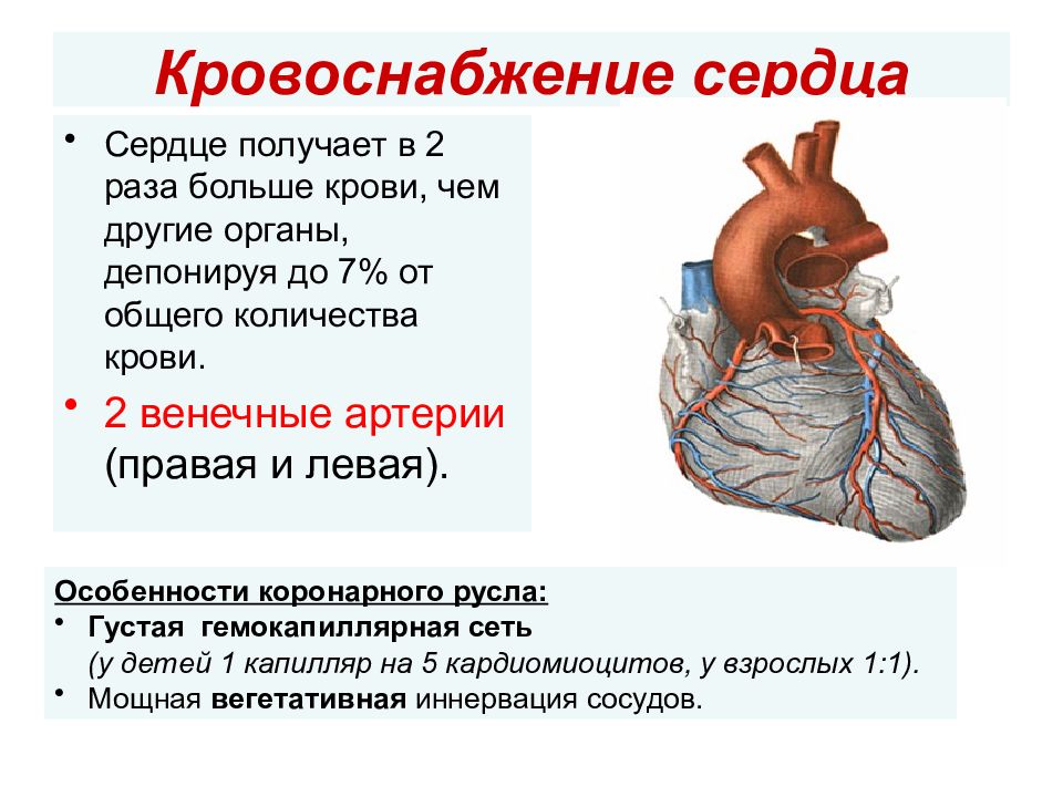 Кровоснабжение сердца презентация