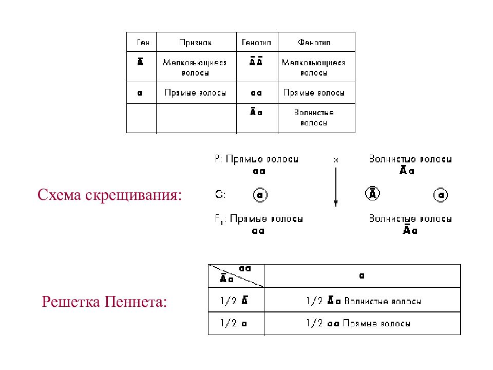 Составление простейших схем скрещивания