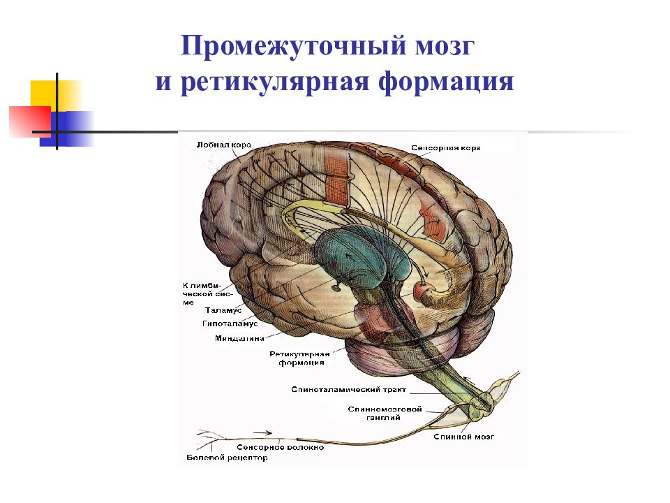 Ретикулярная формация головного мозга презентация