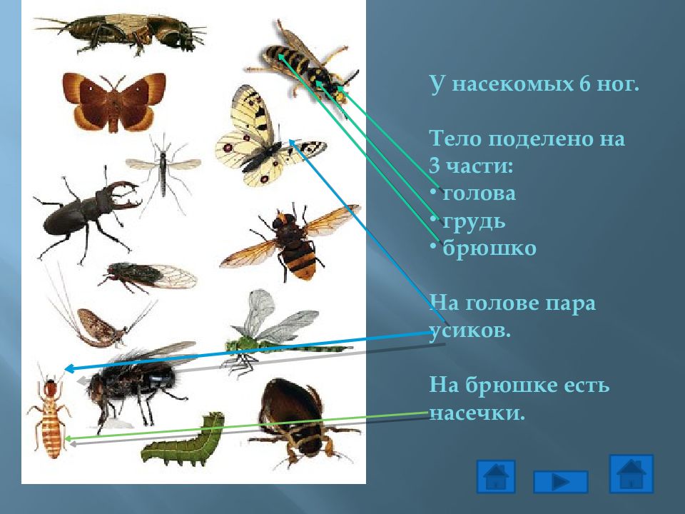 Суть насекомых. Насекомые шесть ног. Насекомые с шестью ногами. У всех насекомых 6 ног. Насекомые имеют 6 ног.