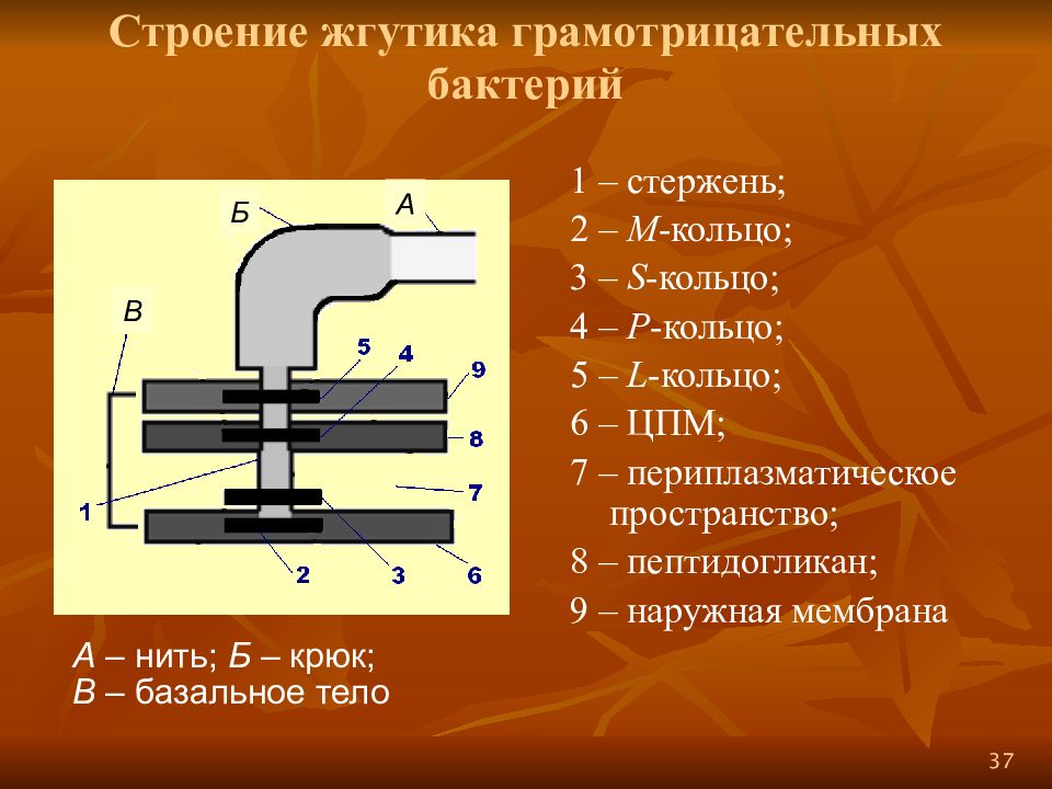 Жгутики бактерий состав. Строение жгутика грамположительных бактерий. Строение жгутиков бактерий. Строение жгутика грамм положительных бактерий. Строение жгутика у грамотрицательных и грамположительных бактерий.