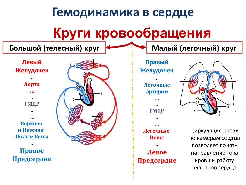 Принципы гемодинамики. Физиология сердца большой и малый круг кровообращения. Движение крови малый и большой круг кровообращения человека схема. Малый круг кровообращения схема последовательность. Малый круг кровообращения человека схема со стрелками.