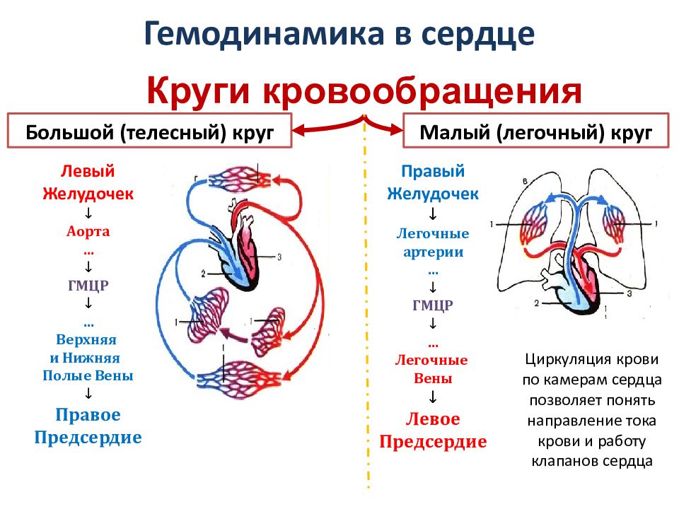 Круги кровообращения соответствие