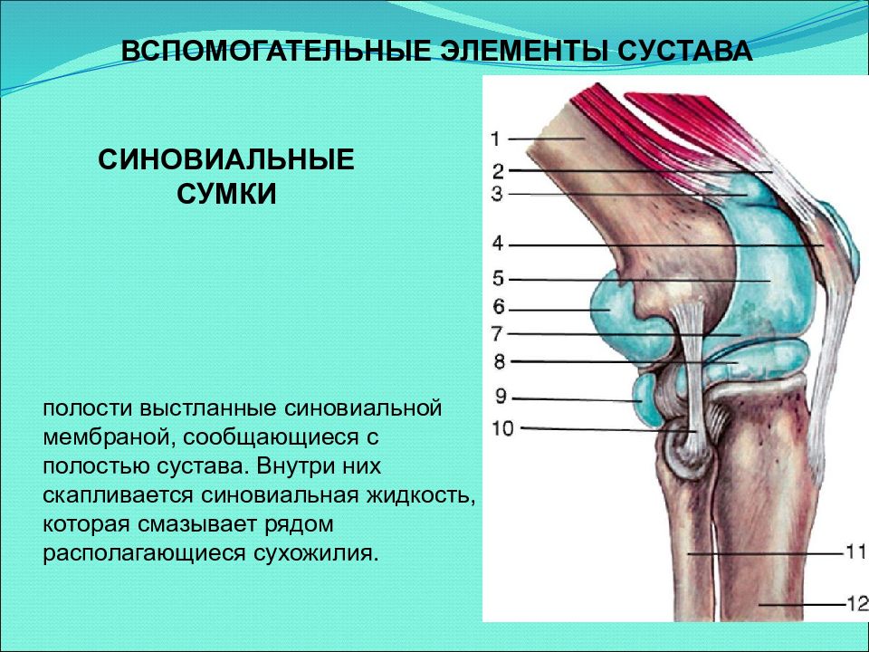 Околосуставные сумки коленного сустава схема