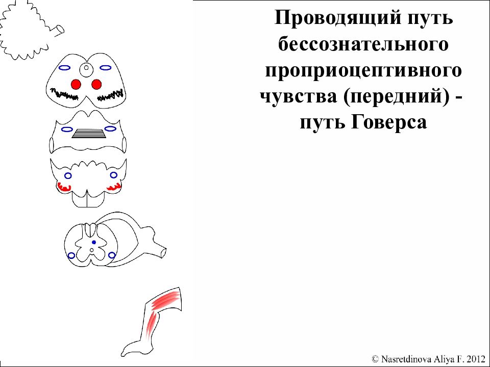 Путь говерса. Проводящий путь сознательного проприоцептивного чувства. Проводящий путь сознательного проприоцептивного чувства схема. Проводящие пути бессознательной проприоцептивной. Путь сознательной проприоцепции.