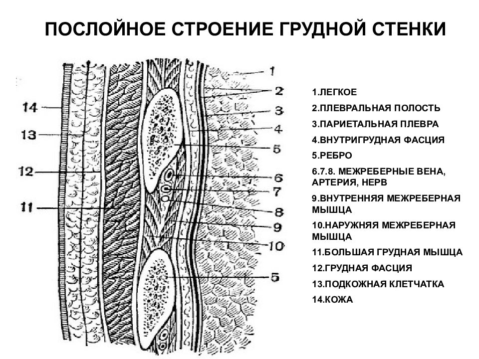 Слои стенки. Послойное строение молочной железы топографическая анатомия. Послойное строение грудной клетки топографическая анатомия. Межреберный промежуток топографическая анатомия. Послойная топография передней грудной стенки.