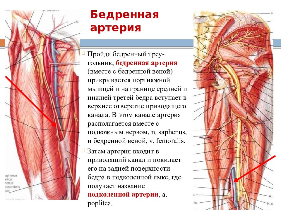 Бедренные артерии схема