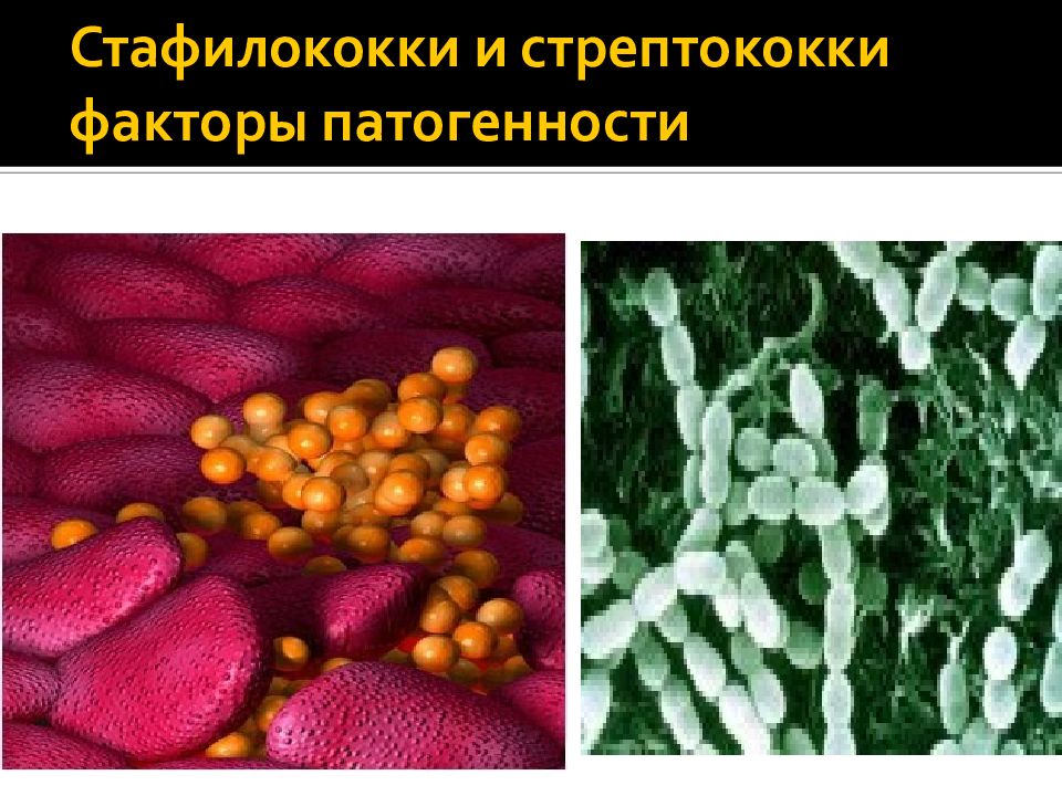 Инфекционный фактор. Каталазопозитивные стафилококки. Факторы патогенности стафилококков и стрептококков. Патогенность стафилококков. Факторы патогенности стрептококковой инфекции.