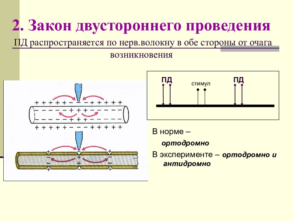 Законы проведения. Двустороннее проведение возбуждения по нервному волокну. Закон физиологической целостности нерва. Закон изолированного проведения возбуждения по нервному волокну. Законы проведения потенциала действия в нервах..