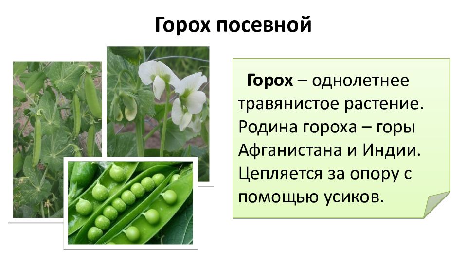 Презентация семейство мотыльковые бобовые