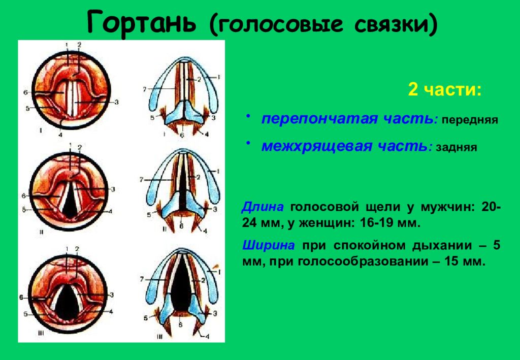 Где находятся голосовые связки у человека рисунок спереди