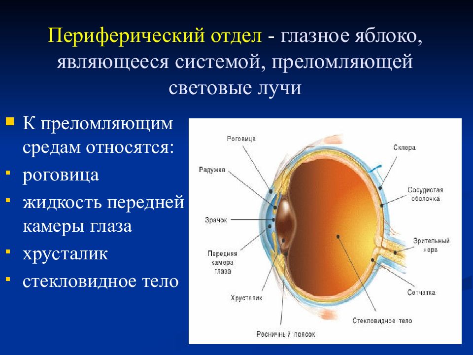 Периферический отдел. Периферический отдел зрительной системы. Переферический отдеш шлаз. Периферический отдел глаза. Периферический отдел глаза строение.