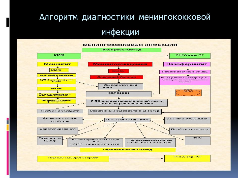 Менингококковая инфекция схема