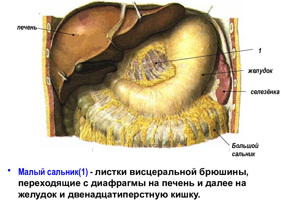 Толстый кишечник презентация