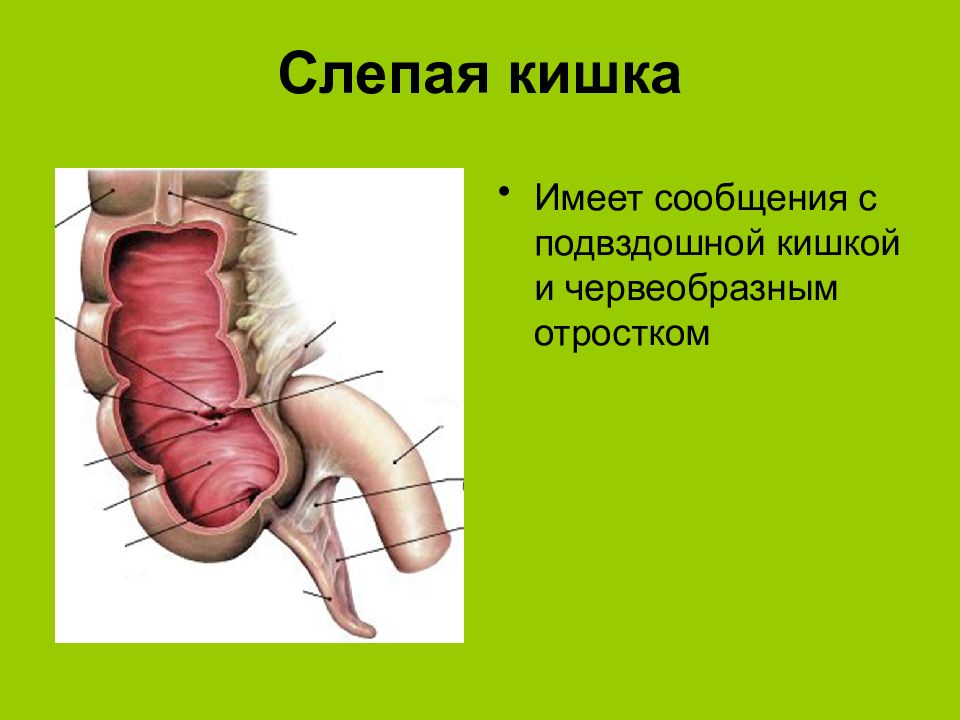 Строение слепой кишки. Строение и функции слепой кишки. Слепая кишка и червеобразный отросток. Функции слепой кишки у человека.