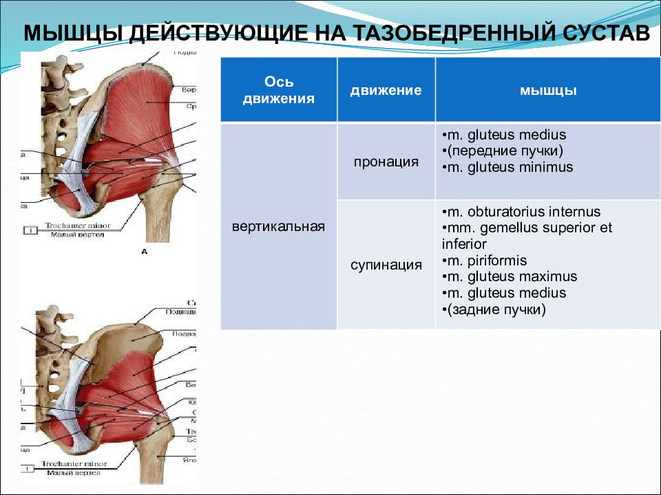 Мышцы действующие. Функциональная анатомия тазобедренного сустава мышцы. Тазобедренный сустав топографическая анатомия мышцы. Мышцы влияющие на тазобедренный сустав. Мышцы обеспечивающие движение в тазобедренном суставе.