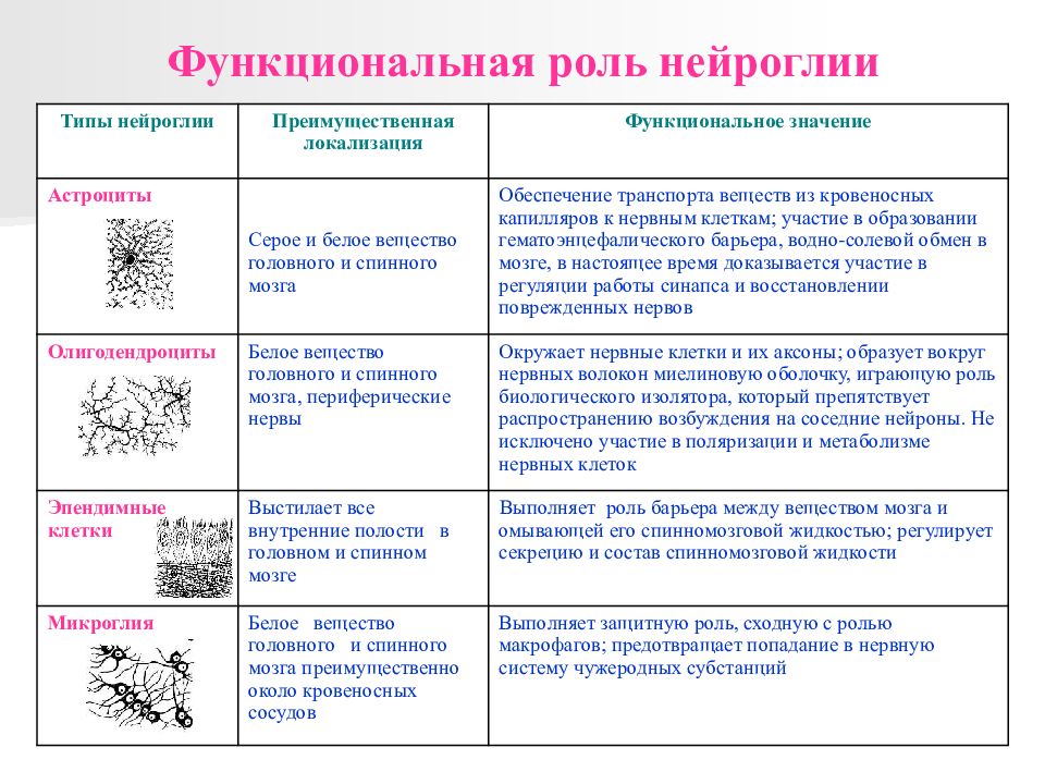 Функциональная роль. Типы глиальных клеток с функциями. Функциональная роль нейроглии. Функции глиальных клеток таблица. Функции клеток нейроглии.