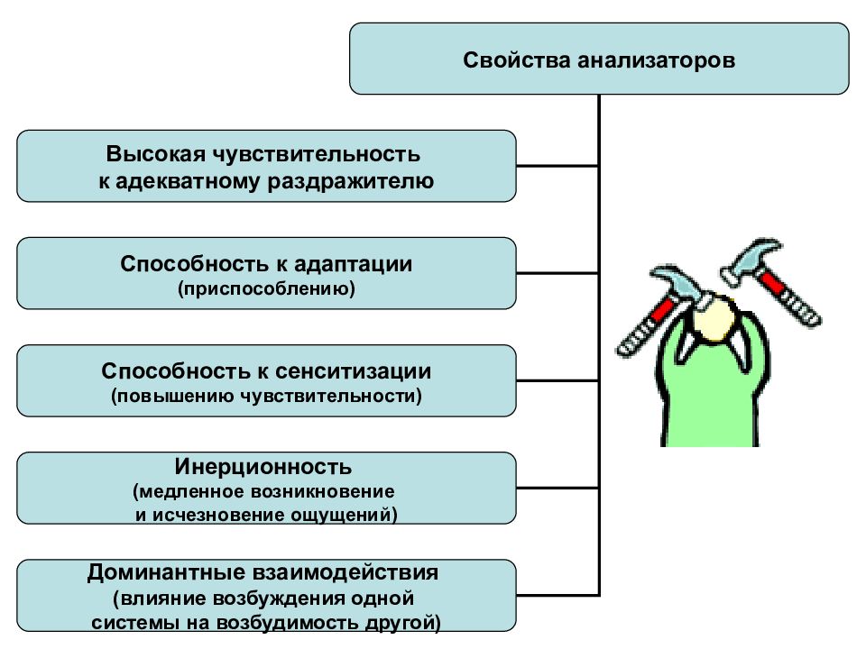 Характеристика анализаторов. Свойства анализаторов. Общие свойства анализаторов. Охарактеризуйте Общие свойства анализаторов.. Свойства анализаторов человека.