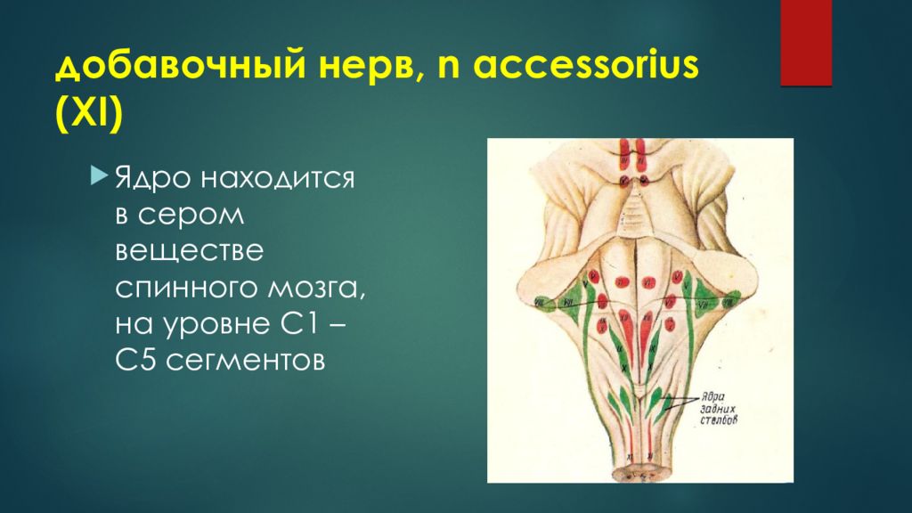 Добавочный нерв неврология презентация