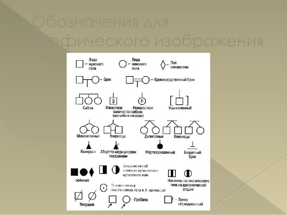 Графическое правило. Составление и анализ родословных схем. Анализ родословных обозначения. Брак в родословной обозначается…. Правила графического изображения родословной.