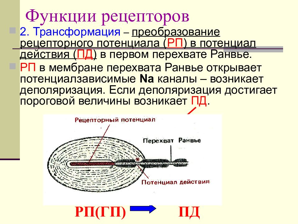 Рецепторы представляют собой. Функции рецепторов. Нервные рецепторы функции. Основная функция рецепторов. Рецепторы и функции рецепторов.