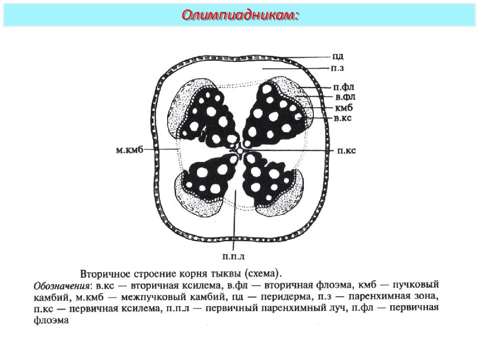 В данном строении. Вторичное строение корня тыквы на поперечном срезе. Вторичное строение корня тыквы. Схема вторичного строения корня тыквы. Анатомическое строение корня тыквы.