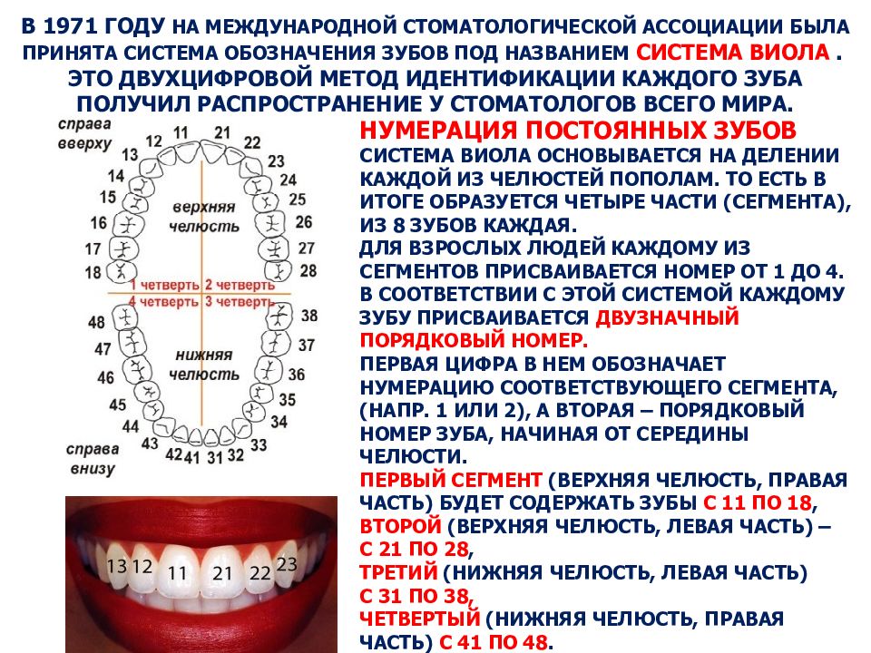 2 возрастные особенности изображения зубов и челюстей в норме на рентгенограммах