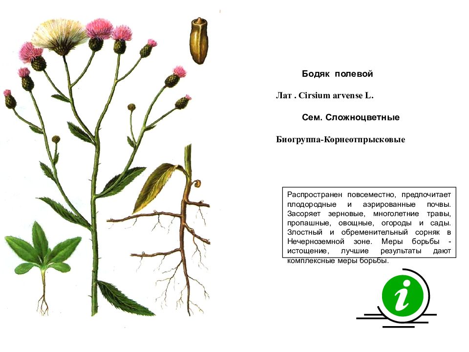 Бодяк покрытосеменные или голосеменные. Бодяк полевой (Cirsium arvense). Бодяк полевой Биогруппа. Осот полевой семена. Бодяк полевой (осот).