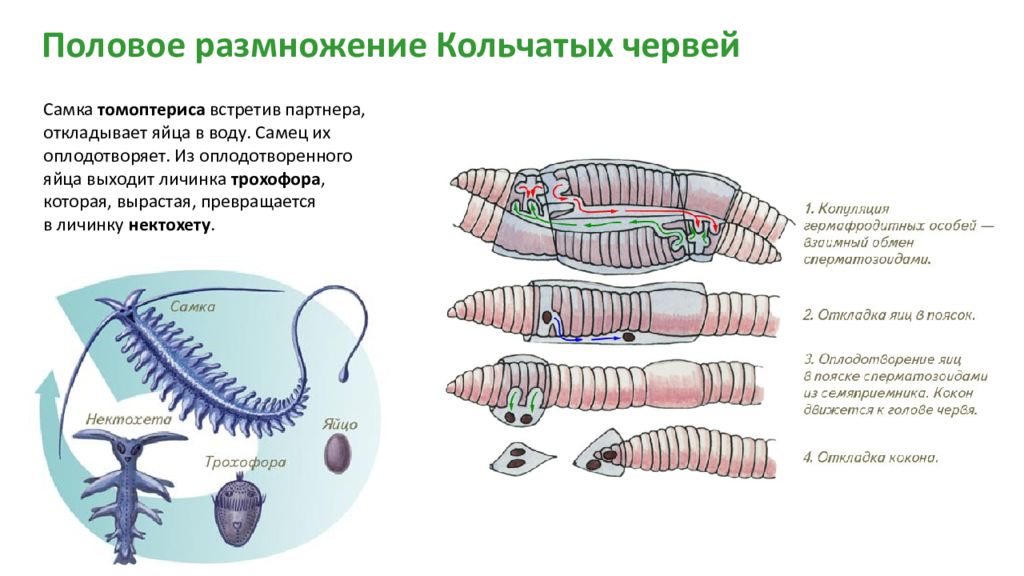 Размножение дождевого червя схема