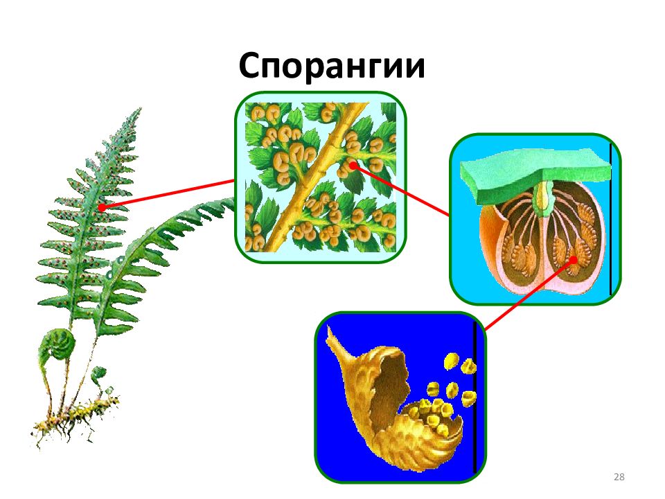 Спорангии папоротника