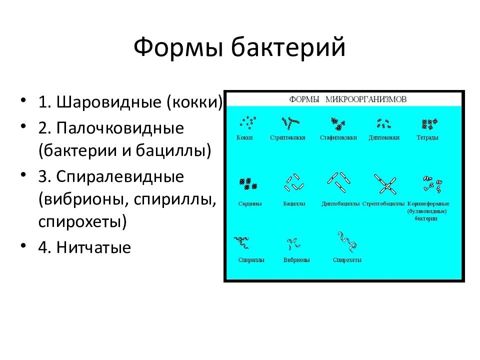 Классификация микроорганизмов морфология микроорганизмов презентация