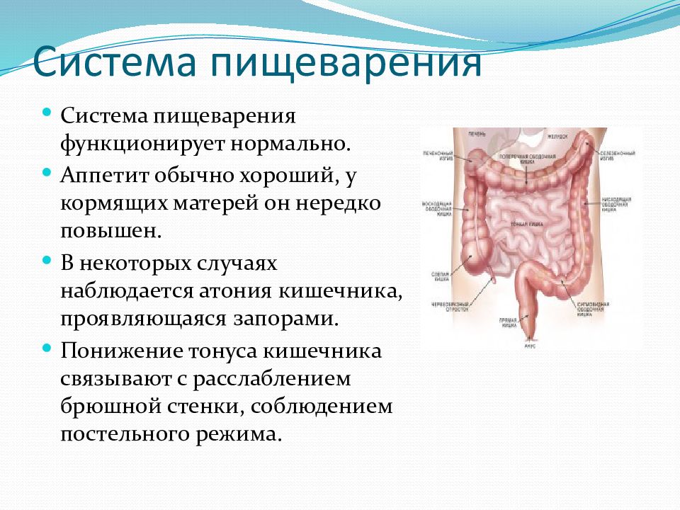 Атония кишечника что это симптомы. Атония кишечника и брюшной стенки. Понижение тонуса кишки. Нормальное функционирование кишечника.