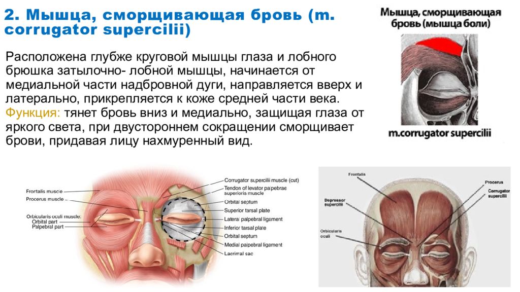 Мышца поднимающая бровь. Corrugator supercilii мышца. Надбровная сморщивающая мышца функции. Мышесморщивающая бровь. Мышца сморшиваюшая брови.