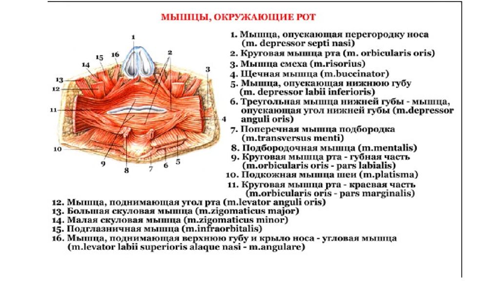 Губы мышцы рта. Круговая мышца рта анатомия. Мышцы, окружающие ротовую щель функции. Мышцы окружности рта их функции.