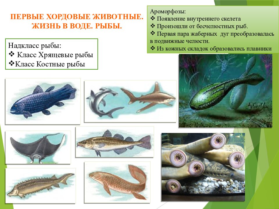 5 ароморфозов у животных. Ароморфозы костных рыб. Ароморфозы животных. Ароморфозы хордовых. Бесчелюстные рыбы.