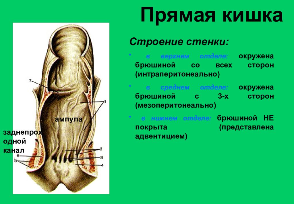 Строение прямой. Прямая кишка по отношению к брюшине. Строение прямой кишки топографическая анатомия. Отношение прямой кишки к брюшине. Топография прямой кишки скелетотопия.