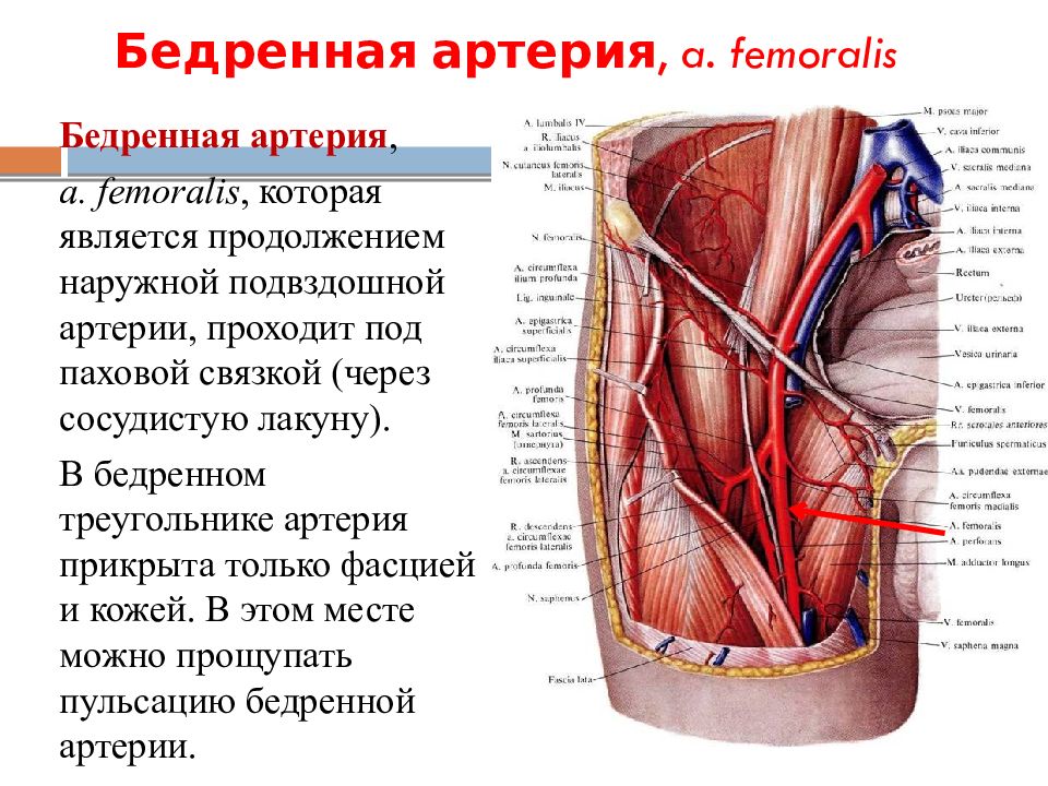 Первая помощь бедренной артерии. Подвздошная артерия и Вена. Бедренный треугольник артерии. Сосуды бедренного треугольника.