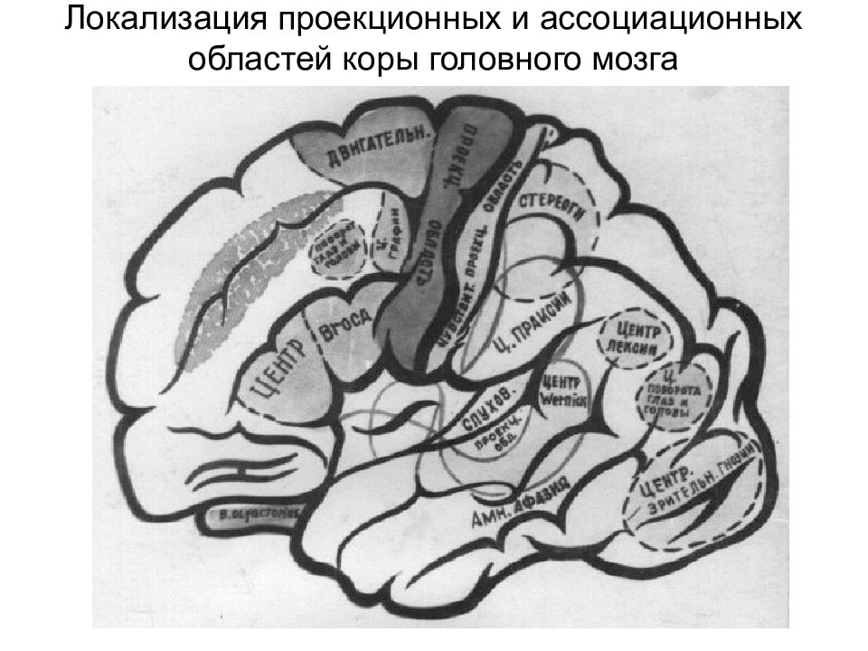 Ассоциативная операция. Пространственная апраксия локализация. Моторная апраксия локализация. Концептуальная апраксия. Медиобазальные области коры.