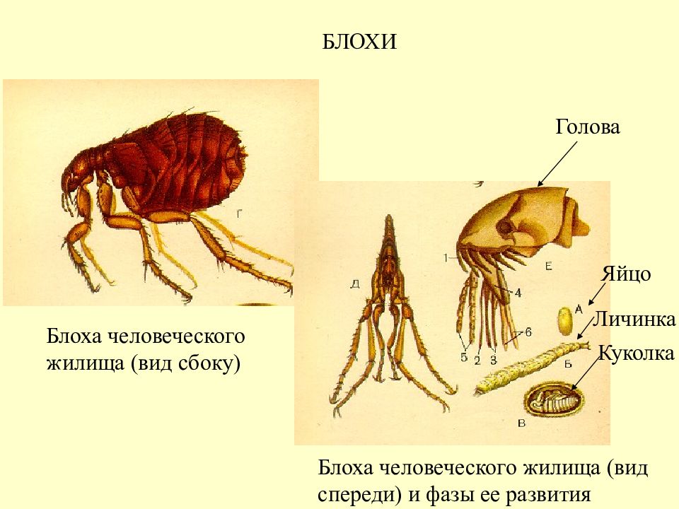 Какой цифрой обозначена на рисунке куколка человеческой блохи