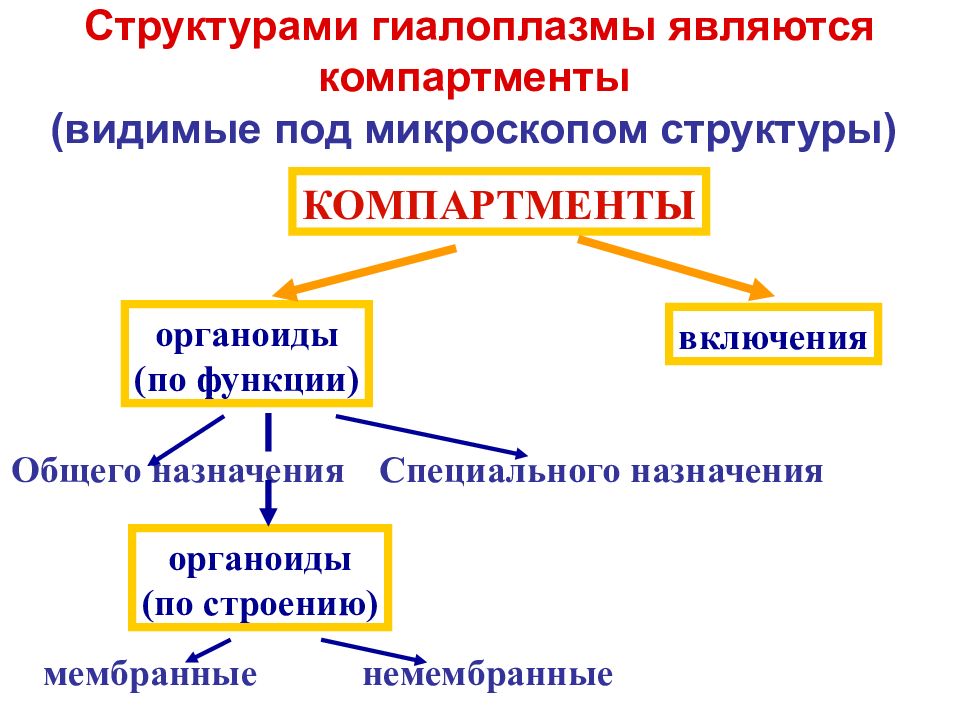 Постоянные структурные элементы. Органоиды специального назначения. Строение и функции гиалоплазмы. Состав гиалоплазмы. Гиалоплазма строение и функции.