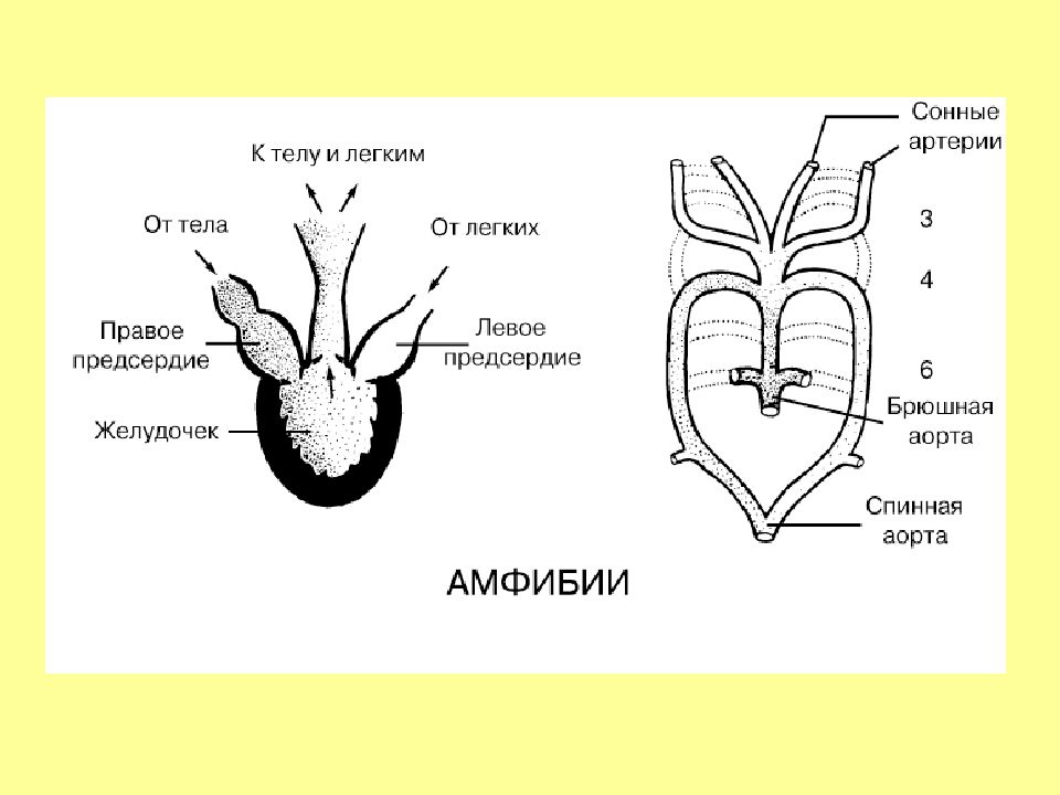 Схема сердца земноводных. Строение сердца земноводных. Схема строения сердца лягушки рисунок. Схема строения сердца земноводного. Сердце земноводных схема.