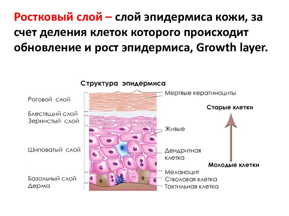 Клетки эпидермиса. Строение эпидермиса человека схема. Ростковый слой эпидермиса. Строение эпидермиса кожи базальный слой. Роговой слой эпидермиса кожи образован.