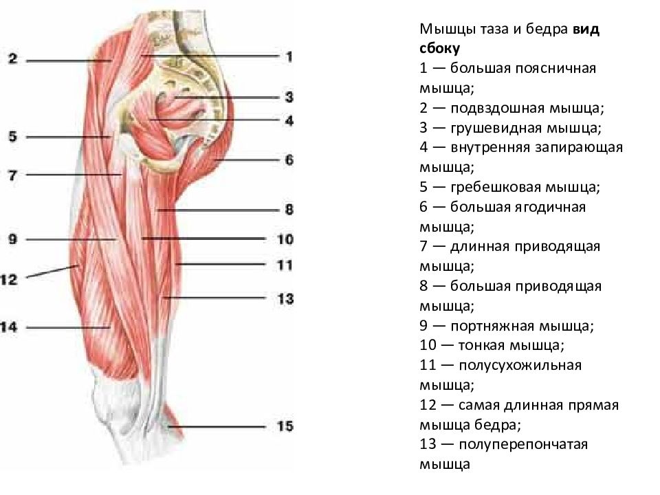 Мышцы супинирующие бедро