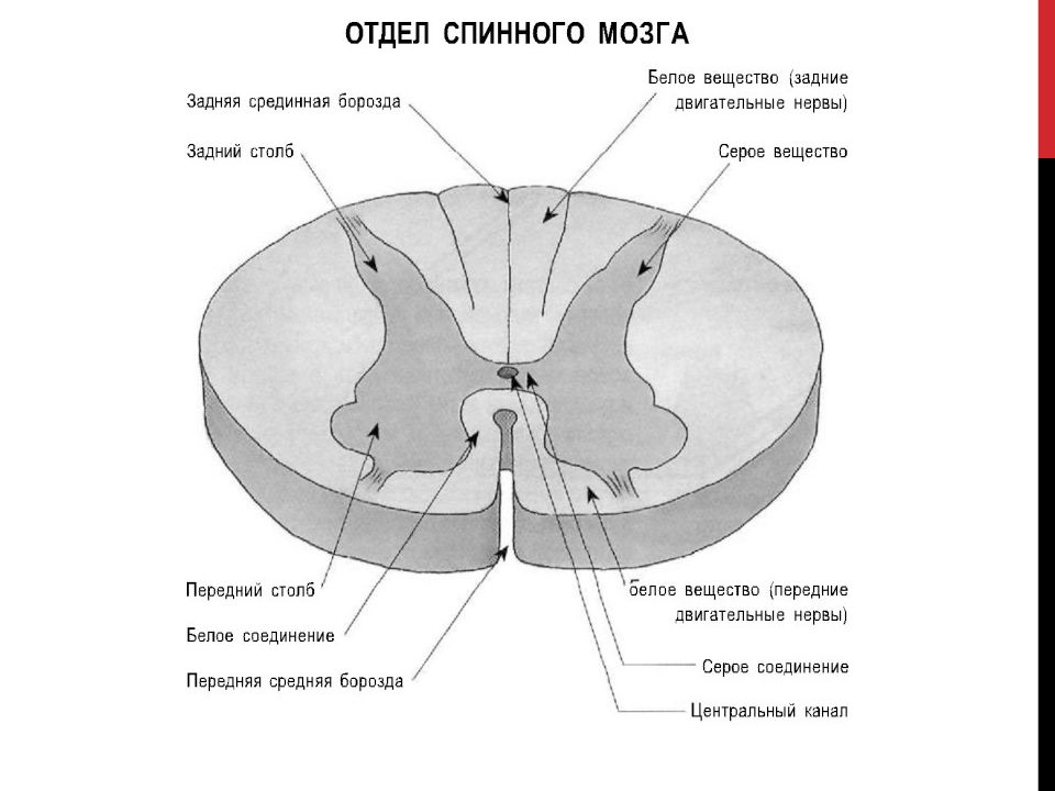 Белое и серое вещество спинного мозга презентация