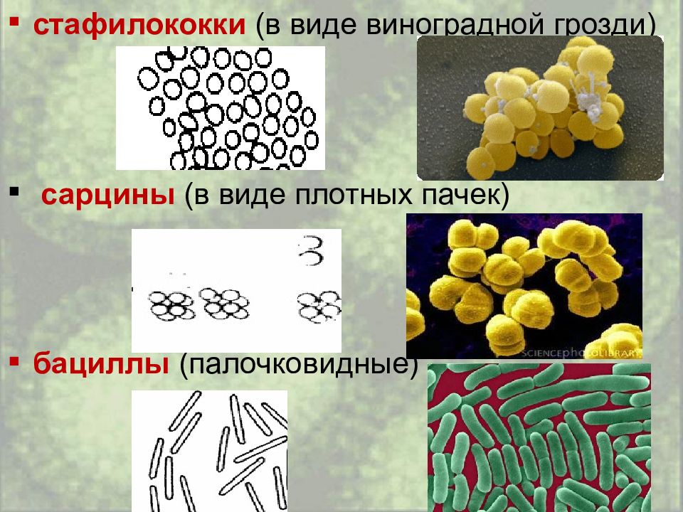 В виде виноградных гроздей. Сарцины микробиология. Бактерия стафилококки форма бактерий. Сарцины форма бактерии. Микрококки сарцины.