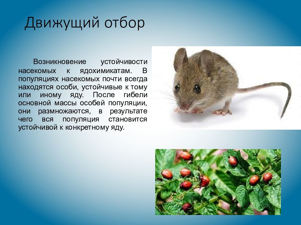 Движущий отбор примеры. Насекомые, устойчивые к пестицидам. Устойчивость насекомых к ядохимикатам. Устойчивость крыс к ядохимикатам.