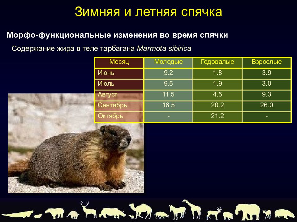 Во время спячки у животных. Летняя и зимняя спячка. Таблица спячки животных. Спячка животных примеры.