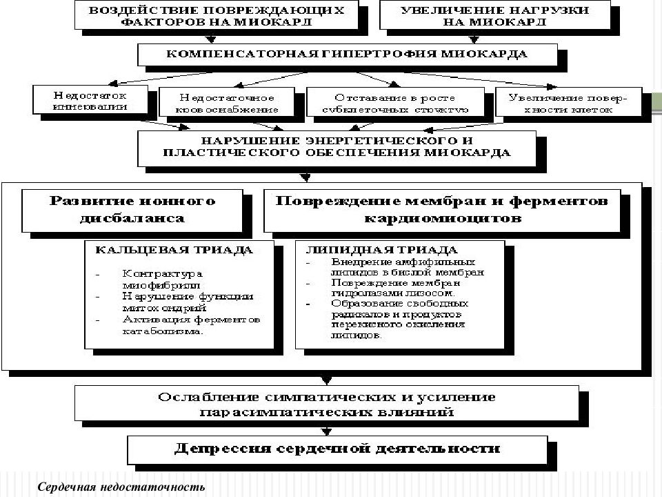 Сердечная недостаточность патофизиология презентация