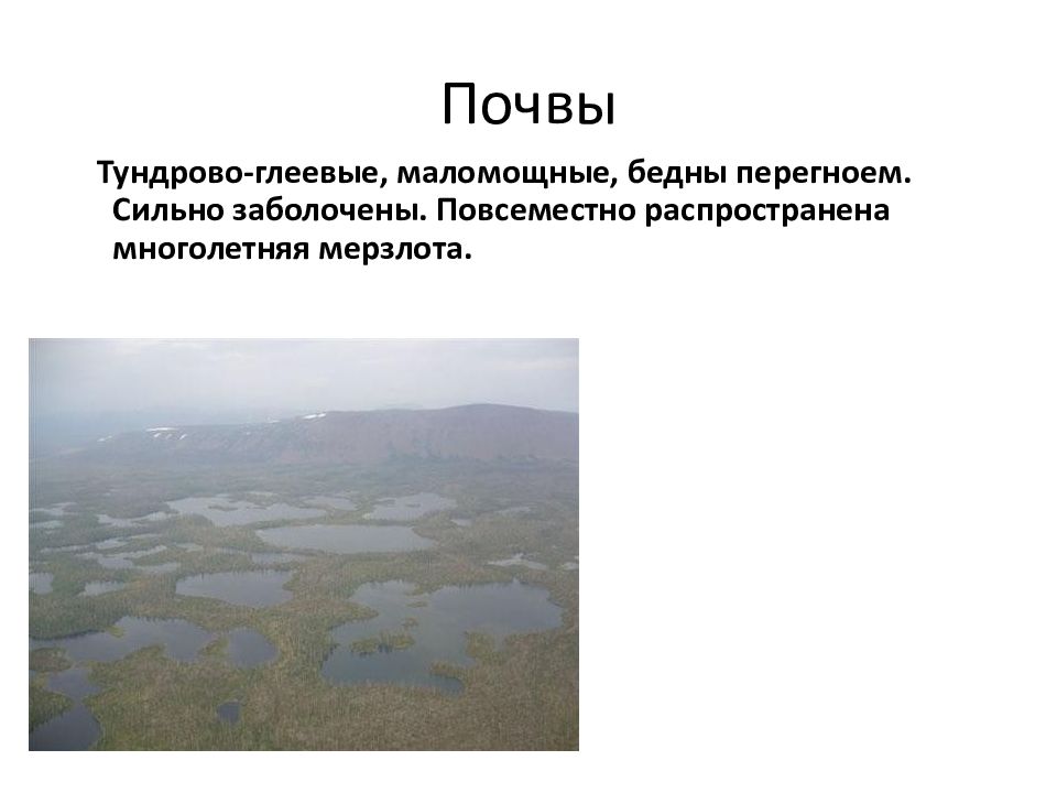 Тундрово глеевые какая природная зона. Тундрово-глеевые болотные почвы. Климат тундрово глеевых почв в России. Почвенные профили тундрово-глеевые.